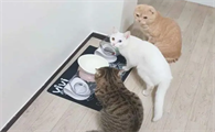 关于猫罐头的这些事情，铲屎官要了解下