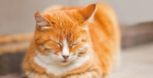 猫营养膏是什么?猫为什么要吃营养膏? 猫营养膏是什么?猫为什么要吃营养膏?