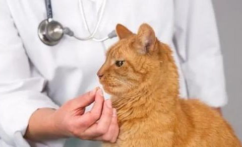 宠物猫感冒了应该吃什么药