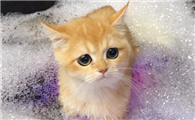 猫咪专用沐浴露推荐