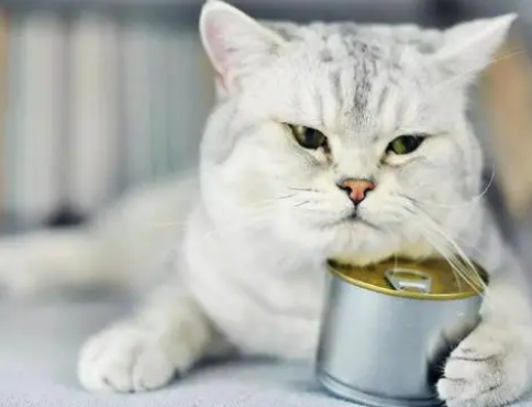 狗狗或猫咪的体外驱虫滴多了会有影响吗？