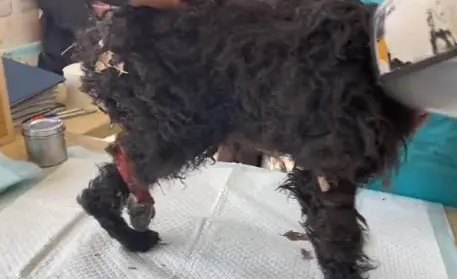 流浪泰迪犬,得知小哥是来帮它的后,立马就卸下防备 流浪泰迪犬,得知小哥是来帮它的后,立马就卸下防备