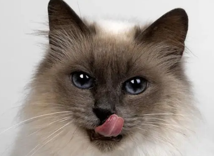 给猫咪饲喂益生菌的注意事项 给猫咪饲喂益生菌的注意事项