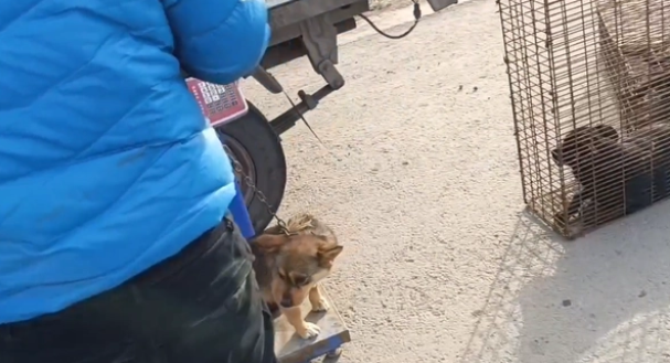 老人把金毛带到狗市，无奈道：它一顿要吃五六个馒头