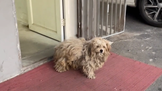 流浪两年多的泰迪犬,在被保安用棍棒打后变得异常胆小 流浪两年多的泰迪犬,在被保安用棍棒打后变得异常胆小