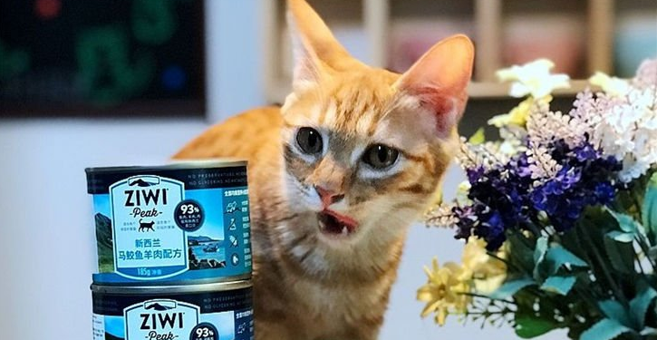 两个月的猫可以吃罐头吗 两个月的猫可以吃罐头吗