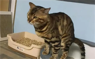 豹猫适合的猫粮