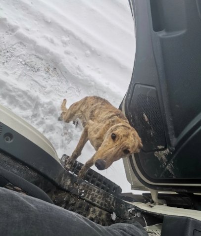 货车司机雪地救了灵缇犬，第三天出车祸竟没受伤，狗子带来的运气
