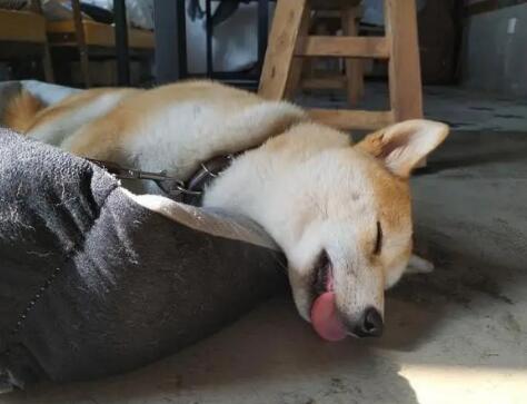 狗窝什么样的比较好