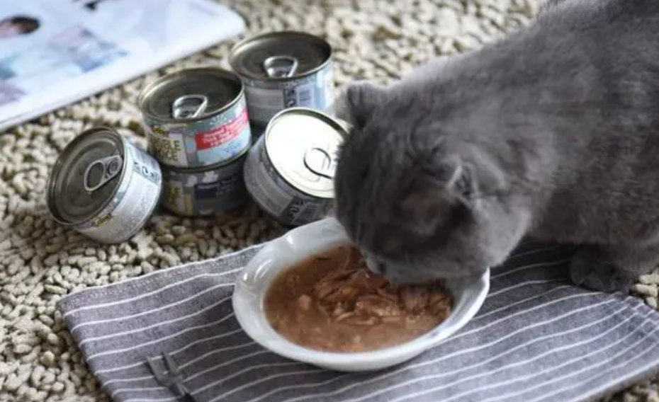 猫咪每天吃罐头好不好