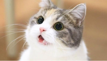 怀孕的猫能体外驱虫吗?为什么 怀孕的猫能体外驱虫吗?为什么