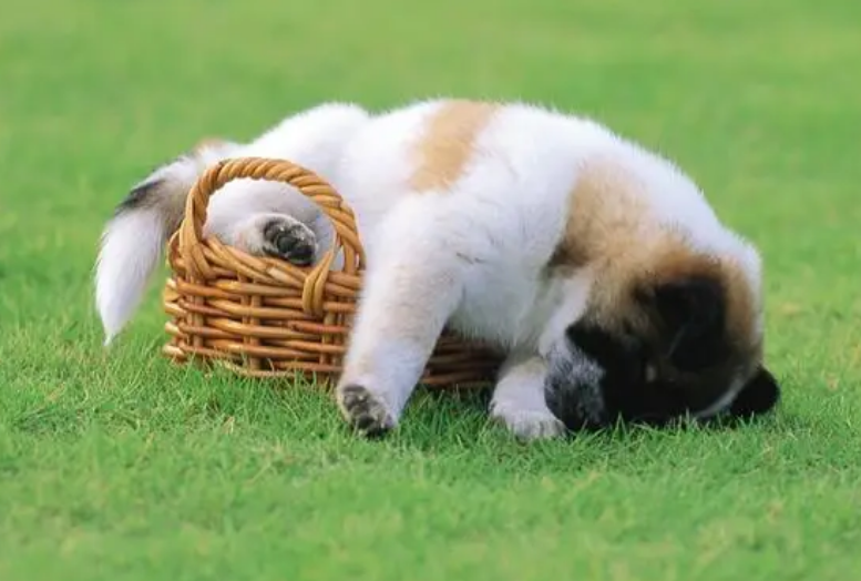 狗狗咳嗽可以吃什么药