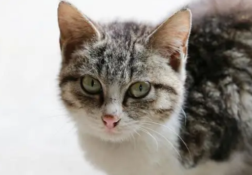 养宠经验:猫鼻支吃阿莫西林几天会好 养宠经验:猫鼻支吃阿莫西林几天会好
