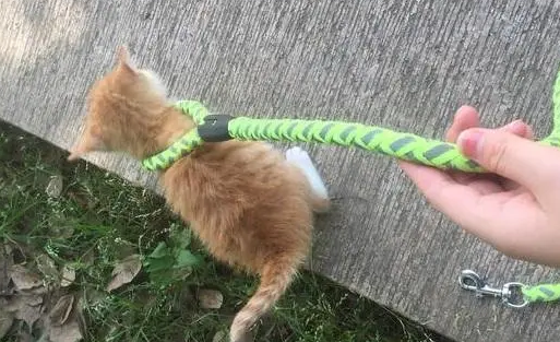 猫咪牵引绳怎么绑 猫咪牵引绳怎么绑