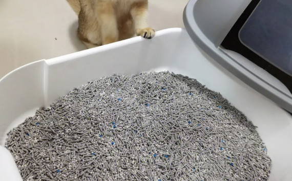 猫砂20斤多少钱 猫砂20斤多少钱