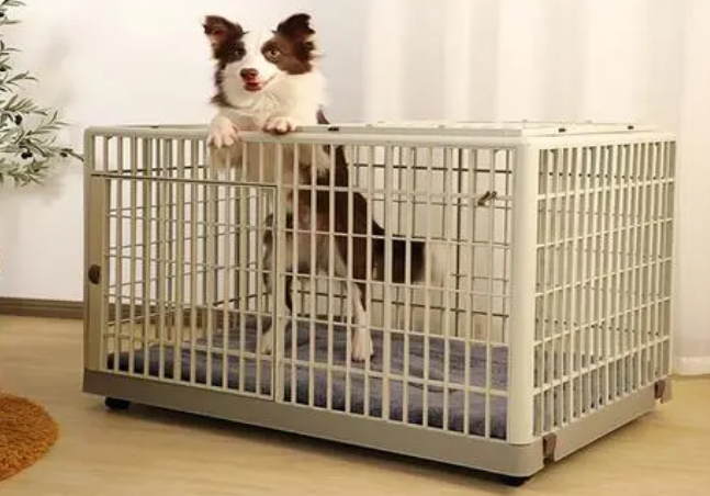 狗拉笼子怎么办 狗拉笼子怎么办