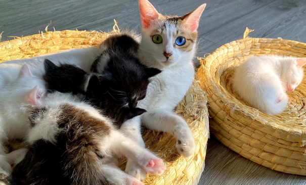 一猫穷二猫富三猫四猫五猫