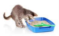 猫咪多大教它用猫砂