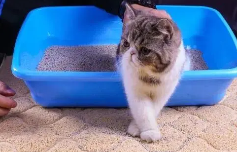 猫砂多久可以全部换一次