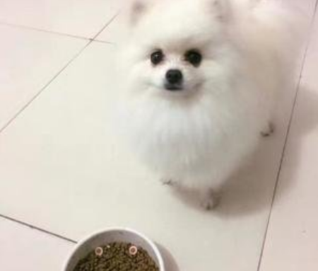 博美吃那个狗粮好