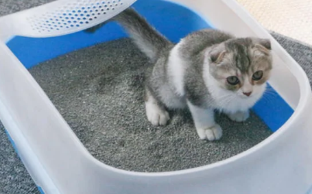 膨润土猫砂怎么生产