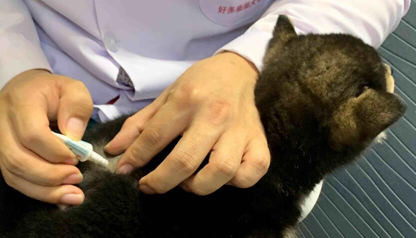 狗狗洗澡几天后可以体外驱虫