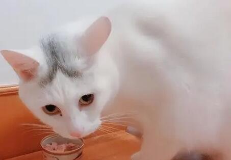 猫罐头是什么东西