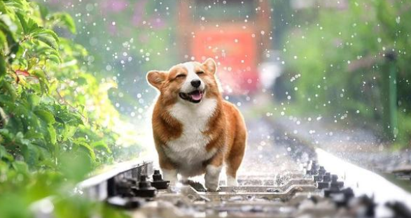 关于狗狗体外驱虫，这篇攻略请收好！