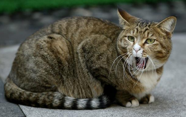 猫咪叫声拖得很长是什么意思?看完你就知道 猫咪叫声拖得很长是什么意思?看完你就知道
