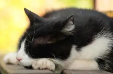 猫条是什么东西? 猫条是什么东西?