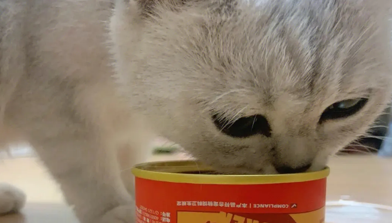猫能不能吃狗罐头