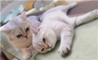 为什么不能养双猫二狗?主要原因在这里