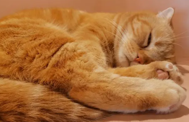 如何正确使用猫草呢? 如何正确使用猫草呢?