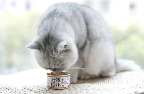 猫猫吃罐头就能健康？来这里看看吧