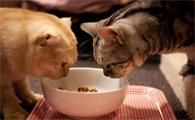 猫为什么需要吃罐头?猫粮和猫罐头的比较