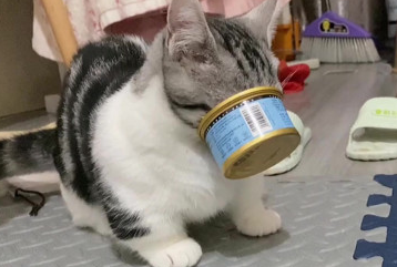 猫可以一直吃罐头吗