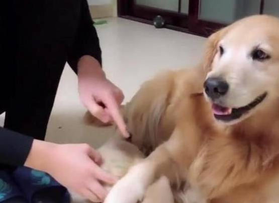 狗儿子犯错被教训,大金毛死活都拦着主人 狗儿子犯错被教训,大金毛死活都拦着主人