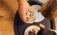 猫拉肚子吃罐头还是猫粮