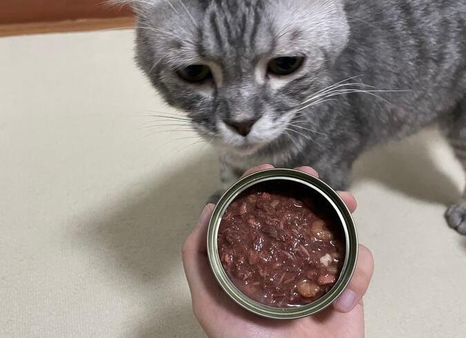 猫必须要吃猫罐头吗