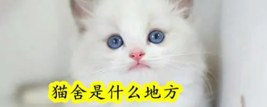 猫舍是什么,是用来干嘛的? 猫舍是什么,是用来干嘛的?