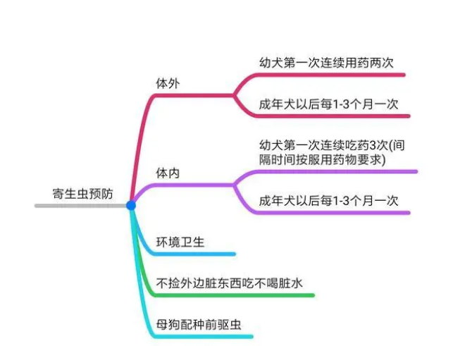 猫狗体内常见的6种寄生虫治疗方法和预防措施