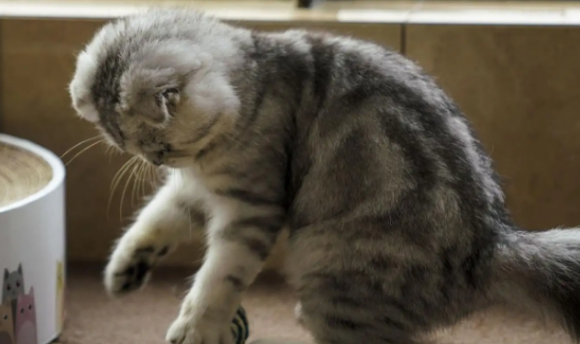 猫砂是啥东西