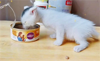 奶猫能吃罐头吗