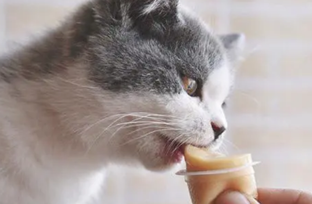 宠物猫吃什么零食