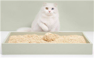 猫砂在哪批发便宜 猫砂在哪批发便宜