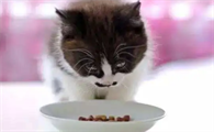 猫罐头可以拌猫粮喂吗