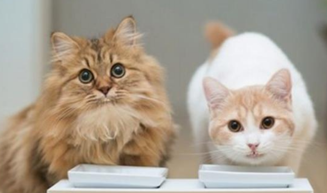 个人养宠经验奶猫便秘能不能吃益生菌