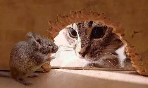 宠物猫能吓走老鼠吗？铲屎官来了解一下吧