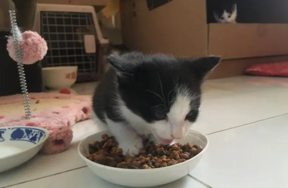 宠主须知：猫咪吃完猫粮就吐是怎么回事？