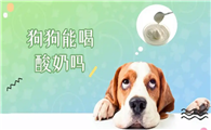 宠物狗能不能喝酸奶